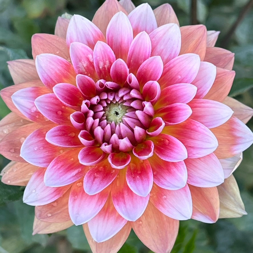 'Summit Festival' Tuber