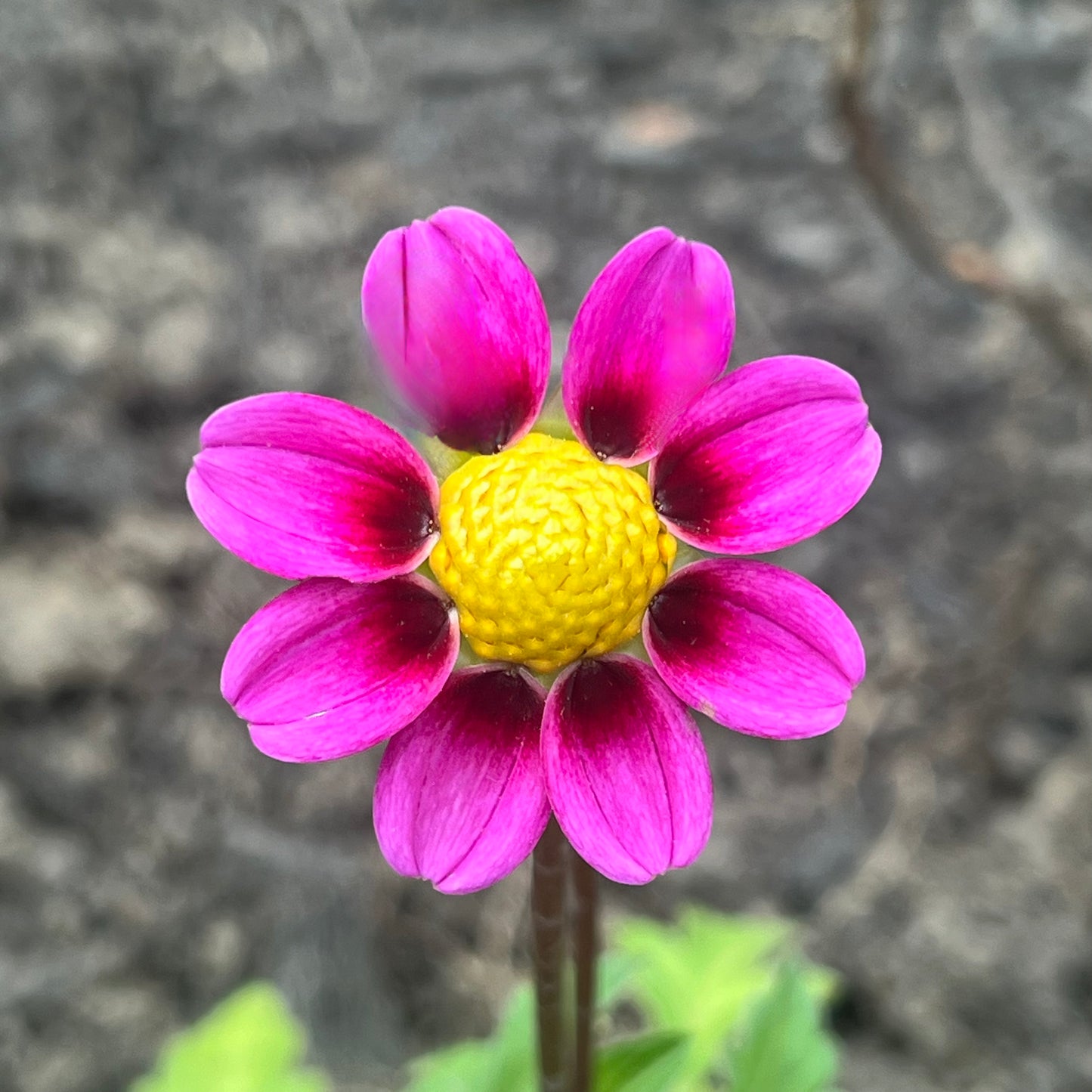 'Kelsey Dwarf' Tuber
