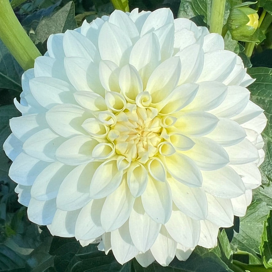 'KA's® Snow Jo' Rooted Cutting