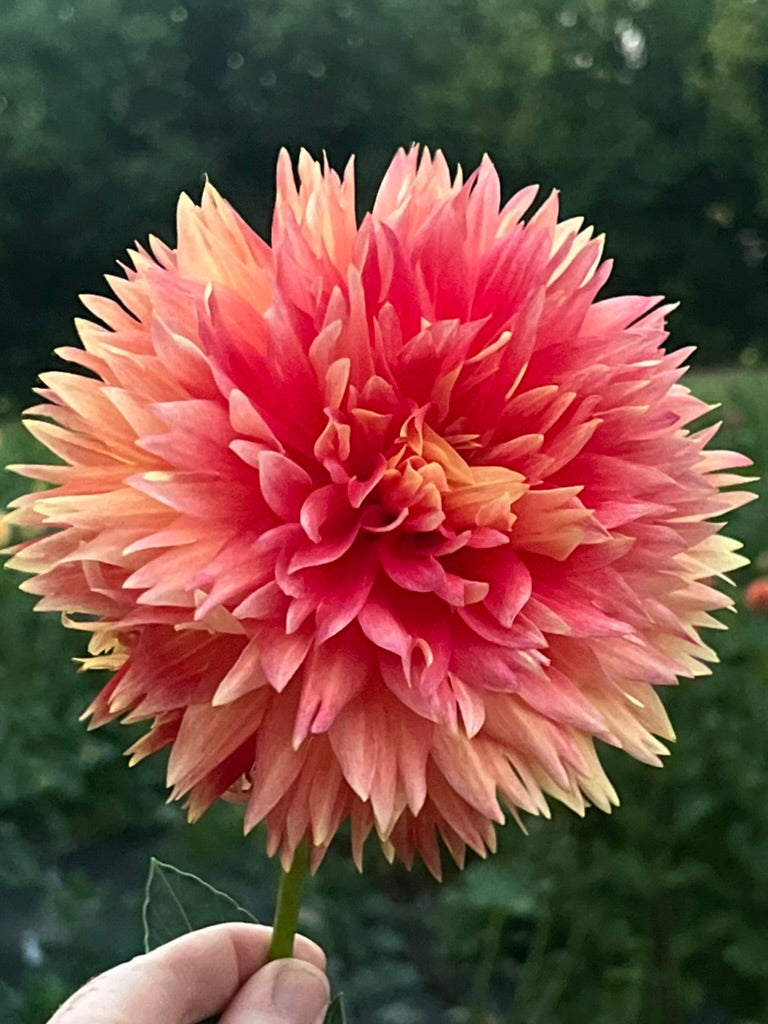 'Punkin Spice' Tuber
