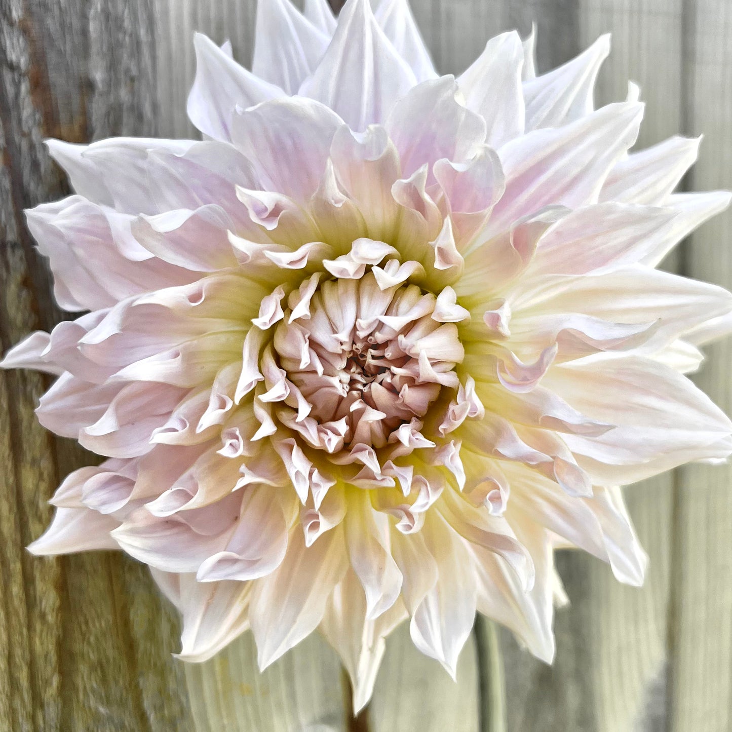 'KA's® Cloud' Rooted Cutting