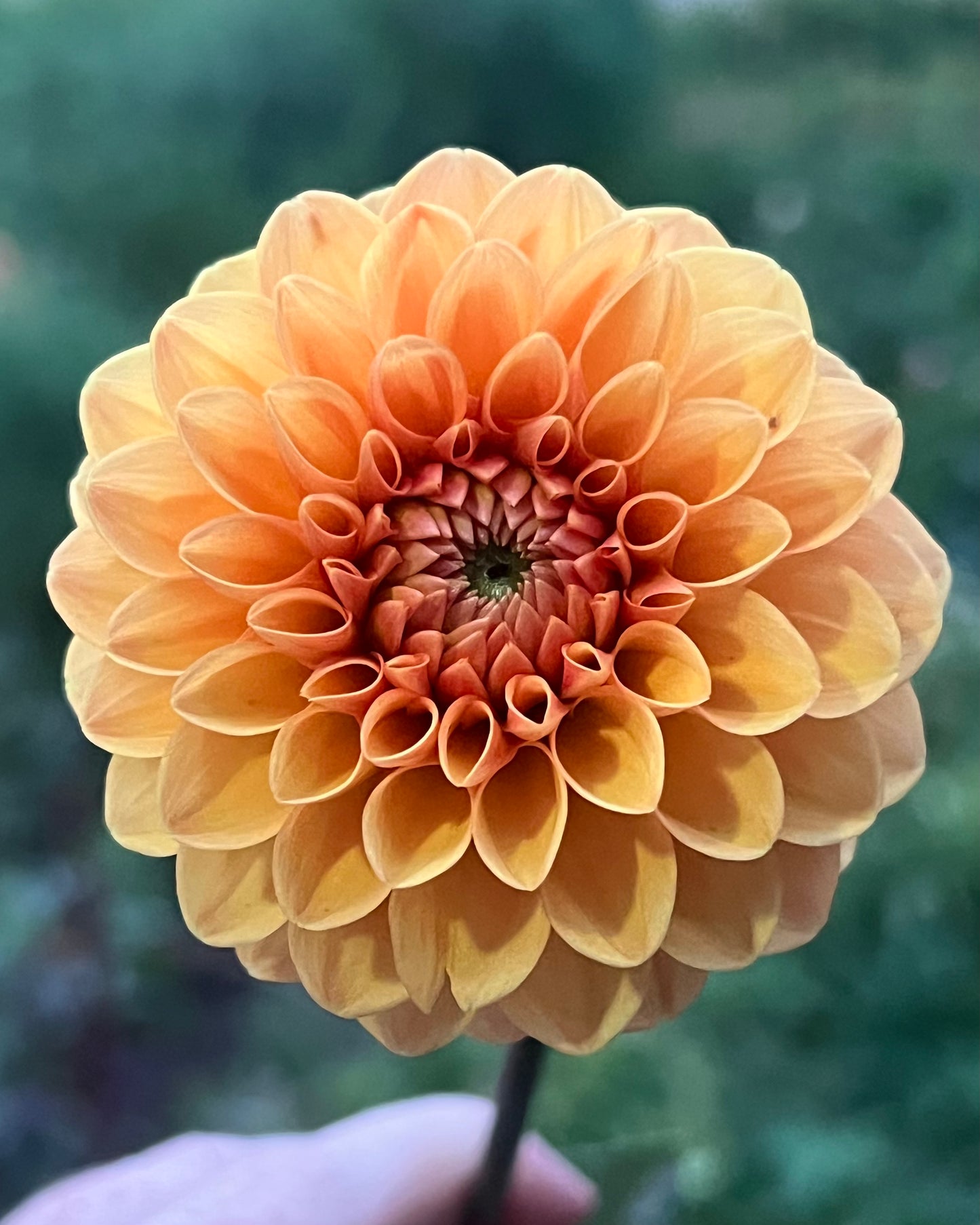 'Jomanda' Tuber
