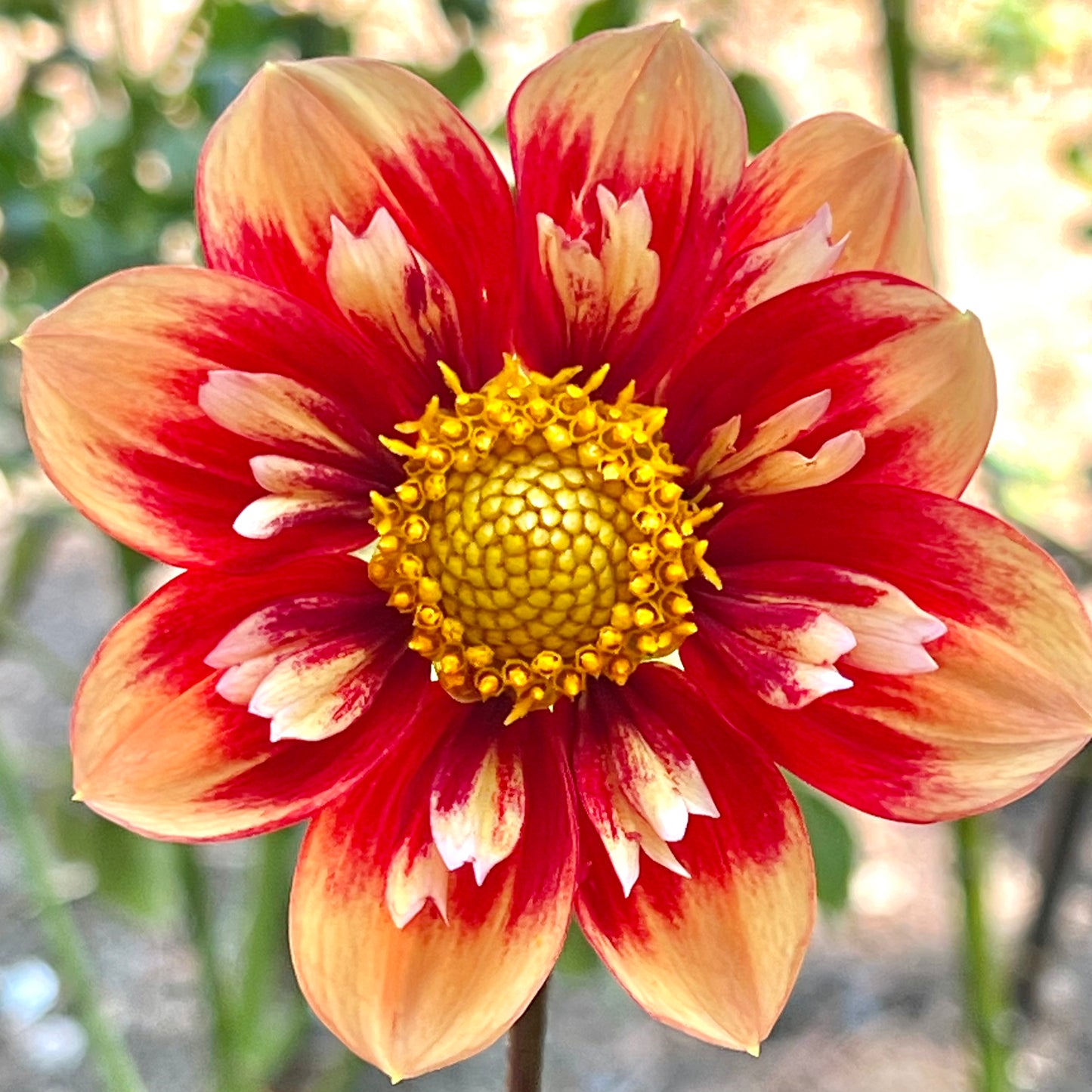 'Orange Fire' Tuber