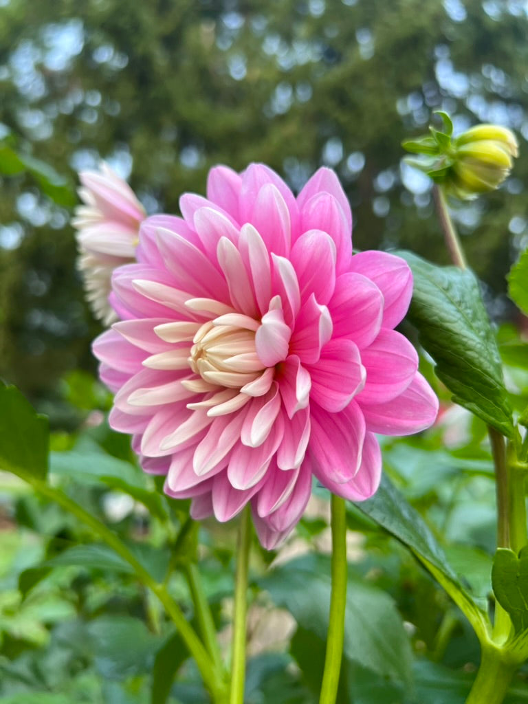 'Hollyhill Pink Parfait' Rooted Cutting