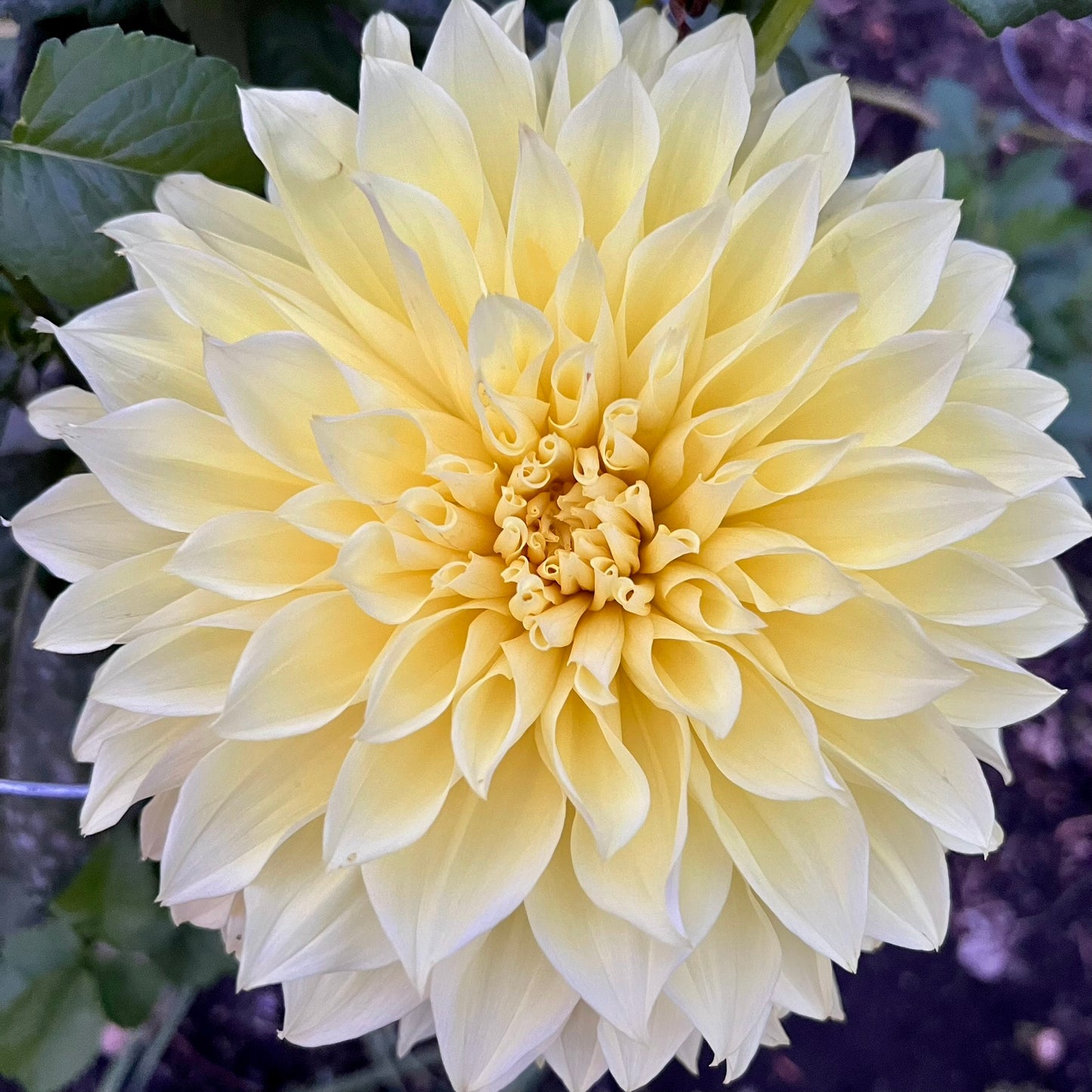 'Kelvin Floodlight' Tuber