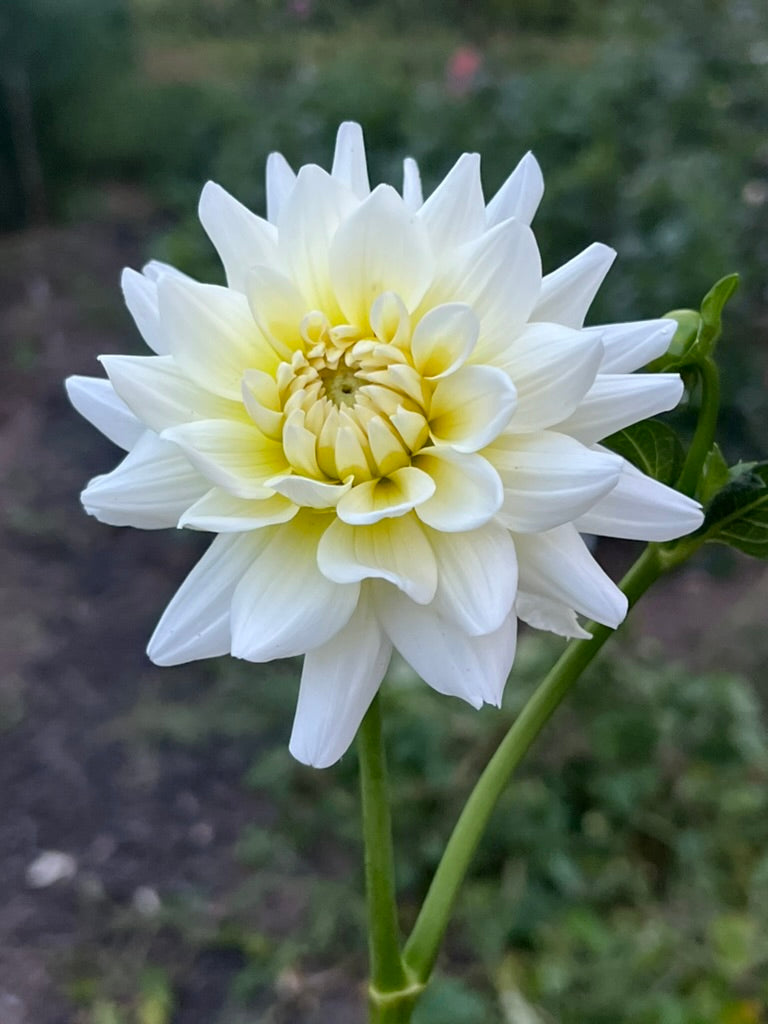 'Shilo Jazzman' Tuber