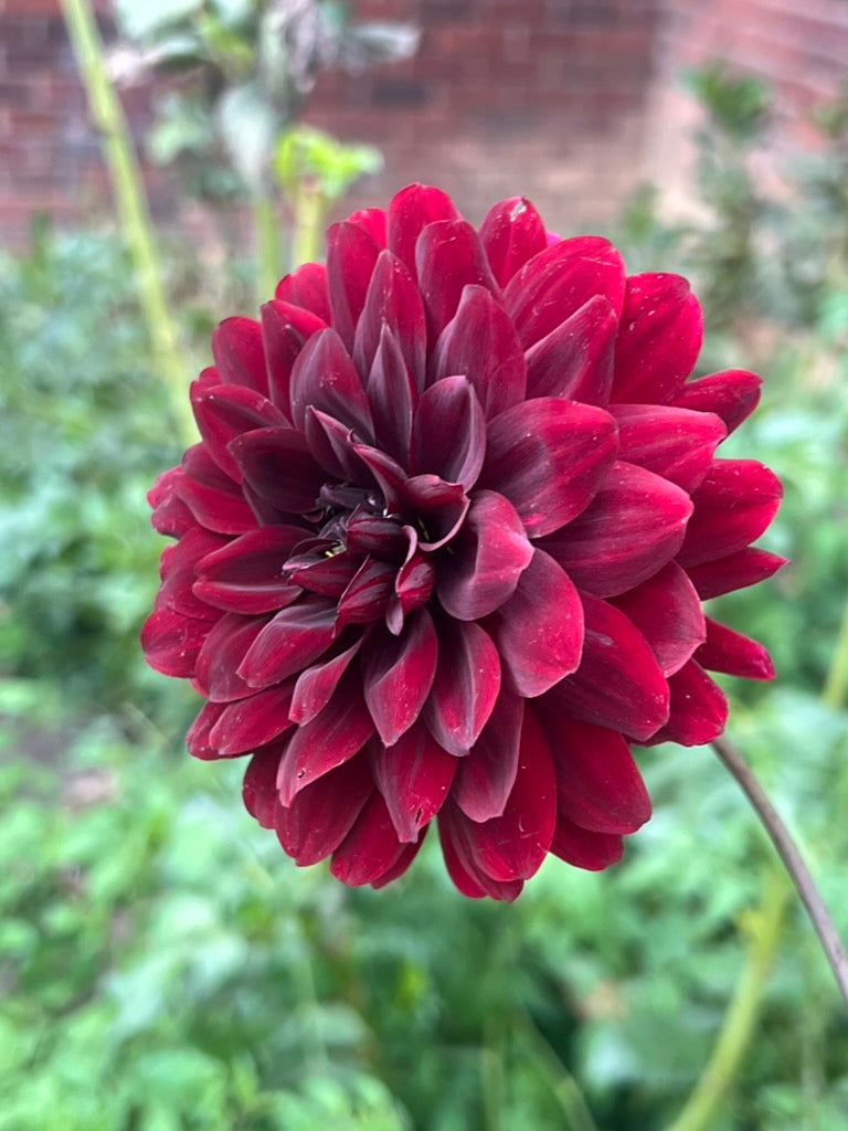 'Karma Choc' Tuber