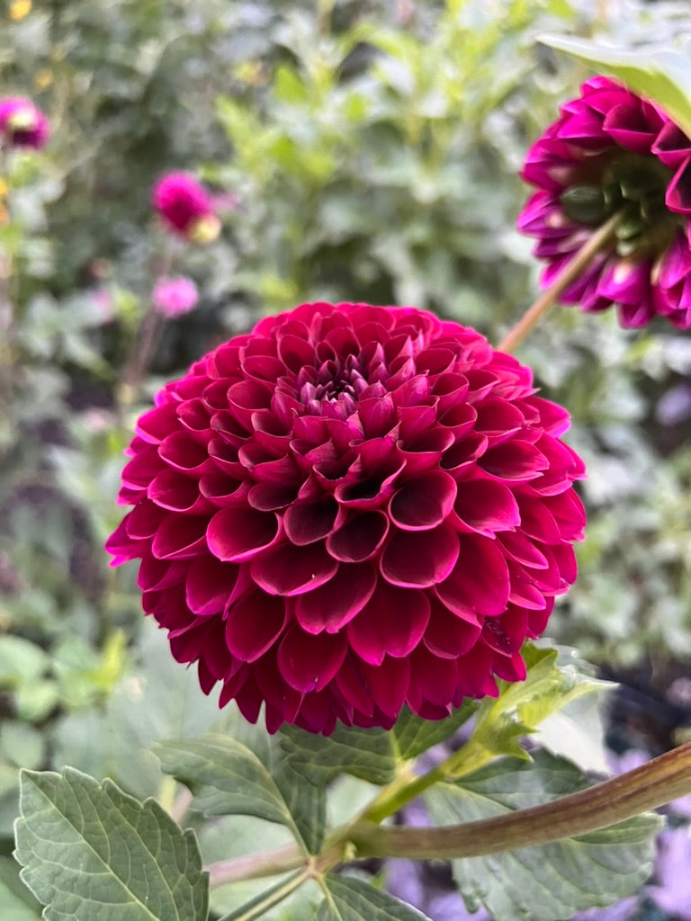 'Jessie G' Tuber