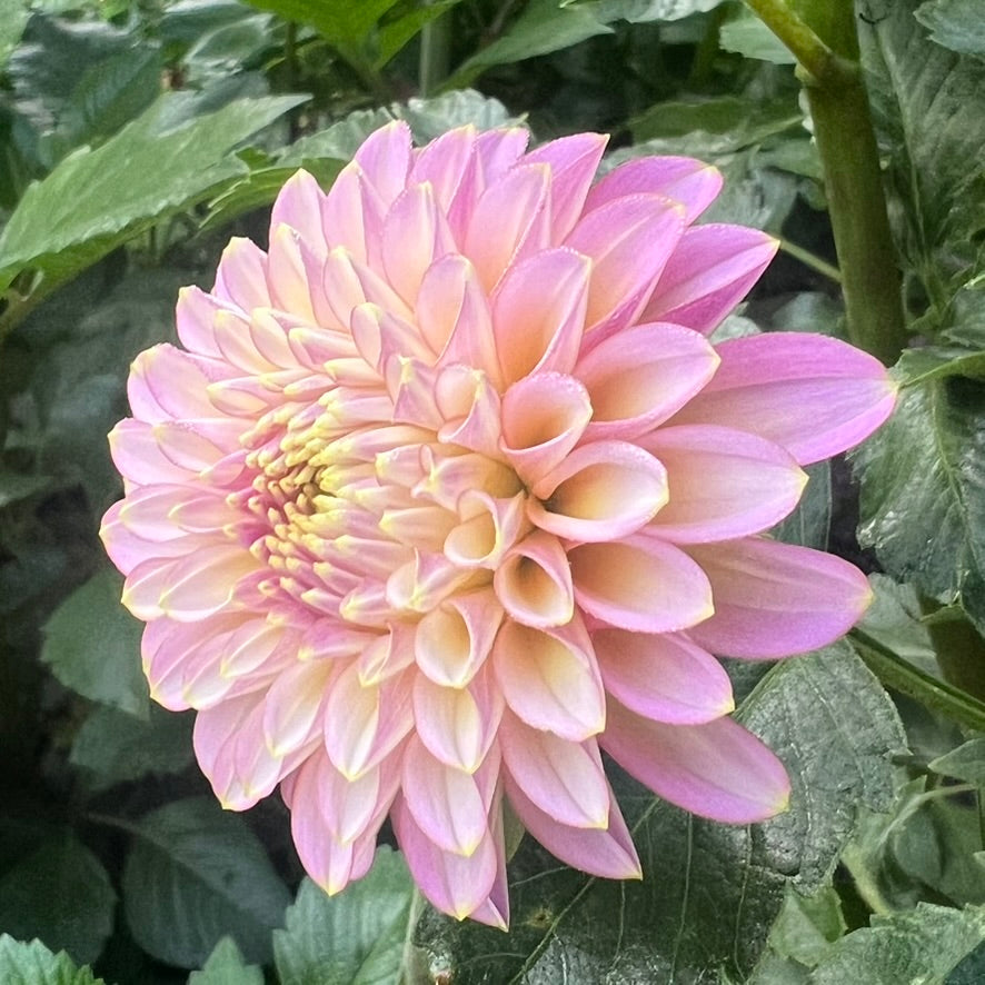 'Skipley Spot of Gold' Rooted Cutting