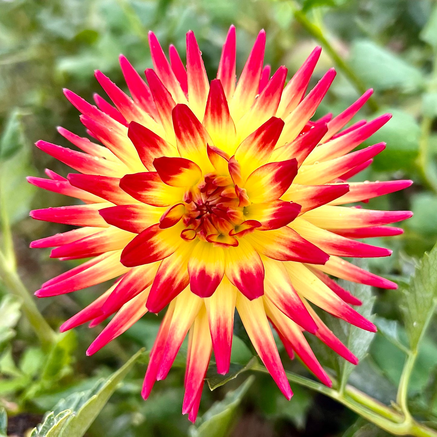 'AC Sadie' Tuber