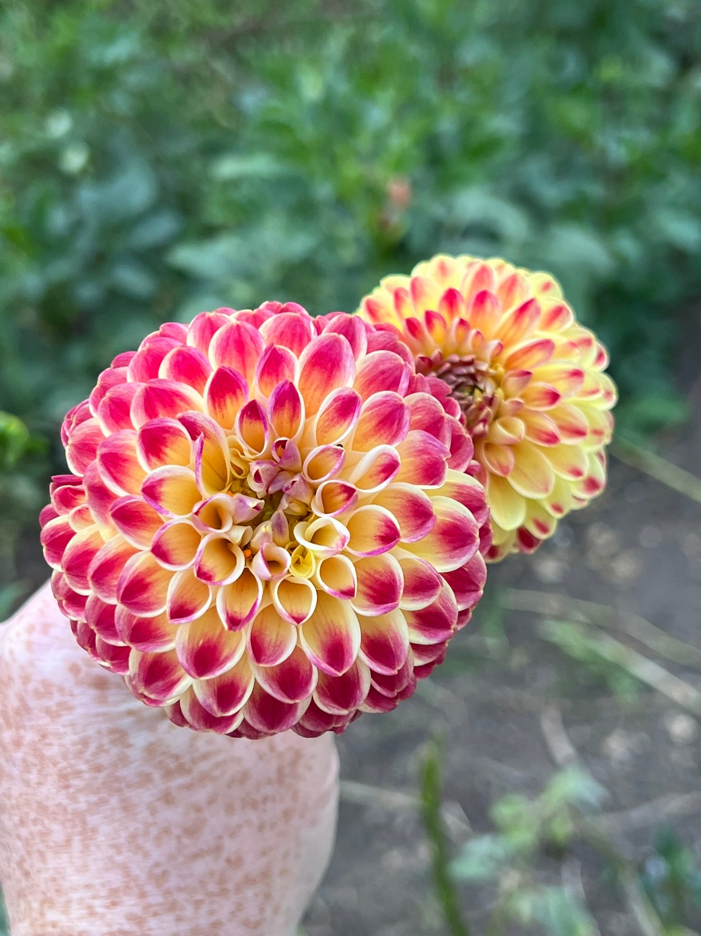 'Hapet Duplo' Tuber