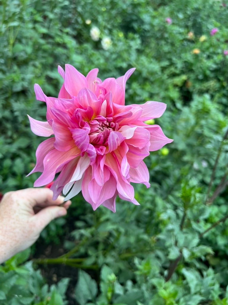 'AC Sandra J' Tuber
