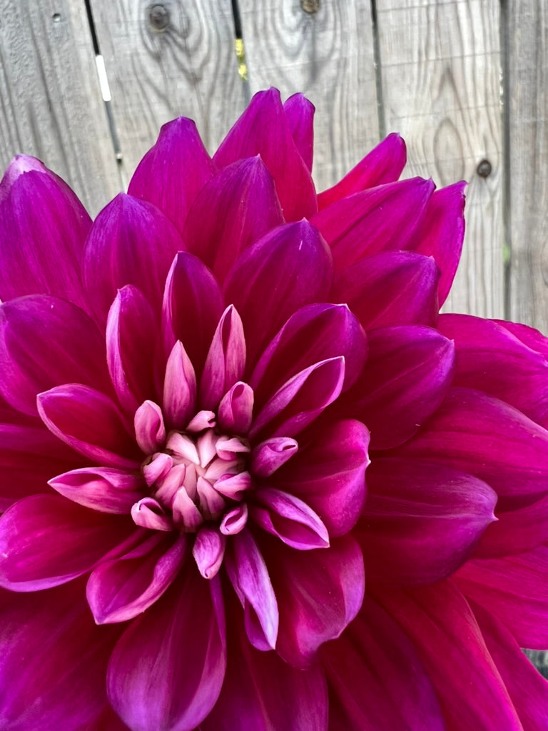 'Hollyhill Pandora' Tuber