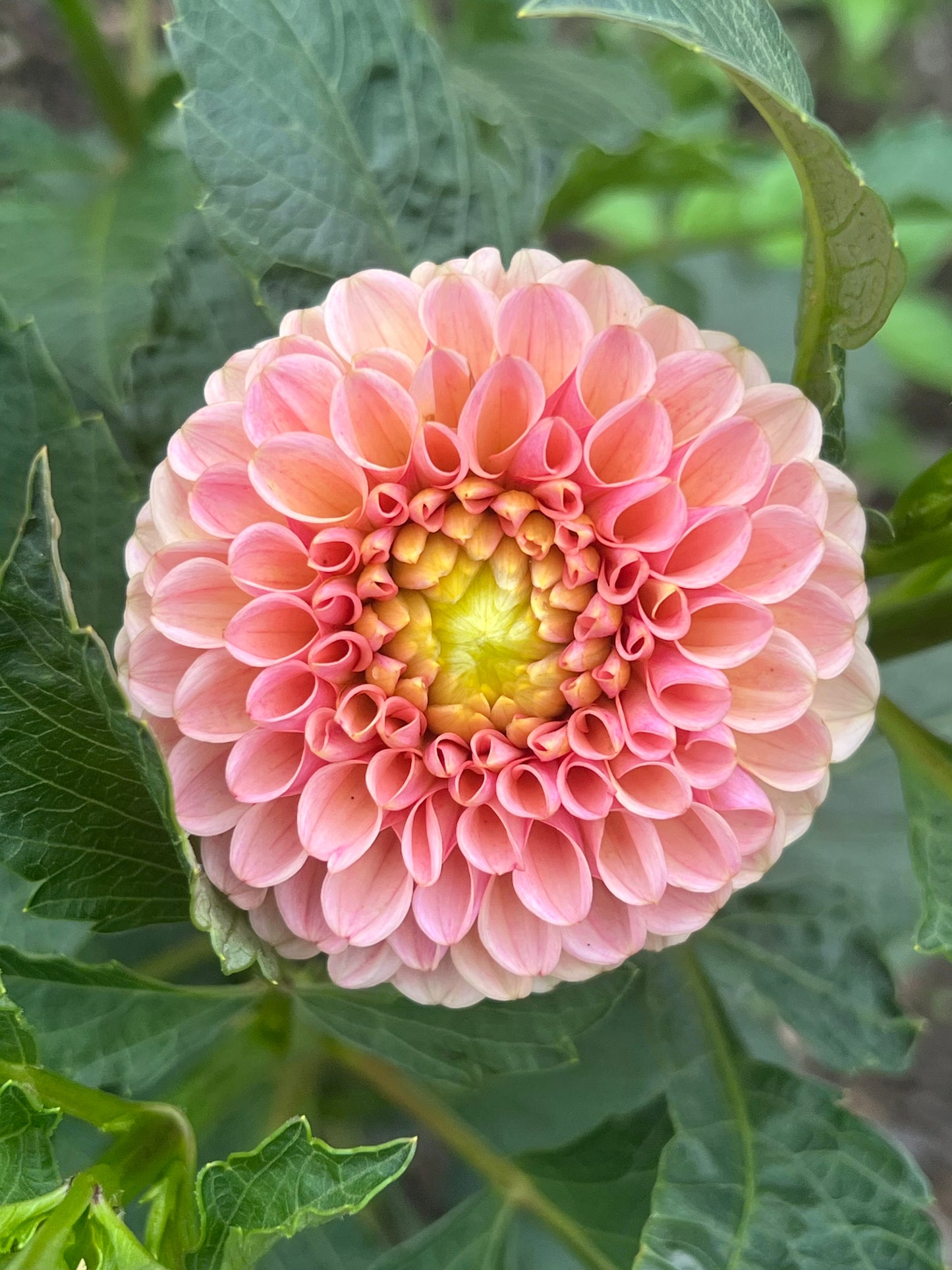 'KA's® Honeycomb' Tuber