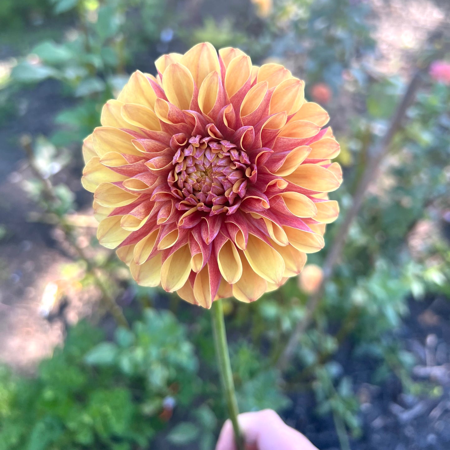 'Lee's Golden Raspberry' Rooted Cutting SPRING SHIP PRESALE