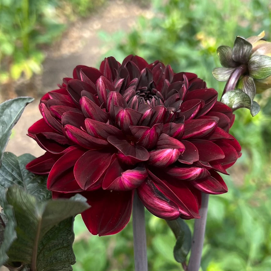 'Manoa' Tuber