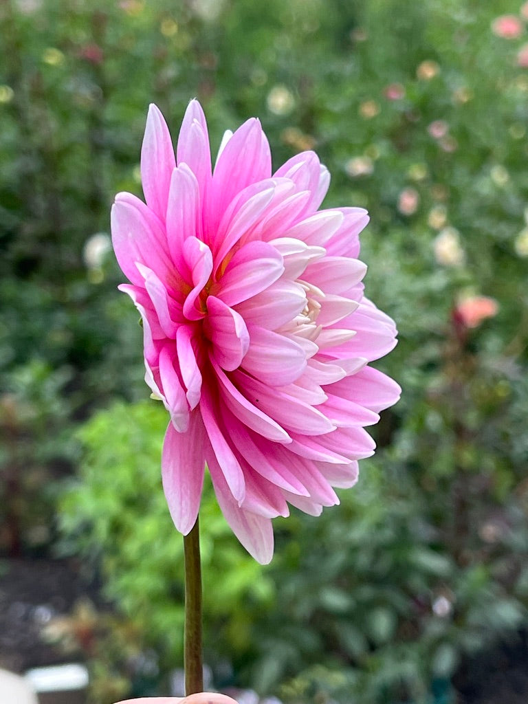 'Hollyhill Pink Parfait' Tuber