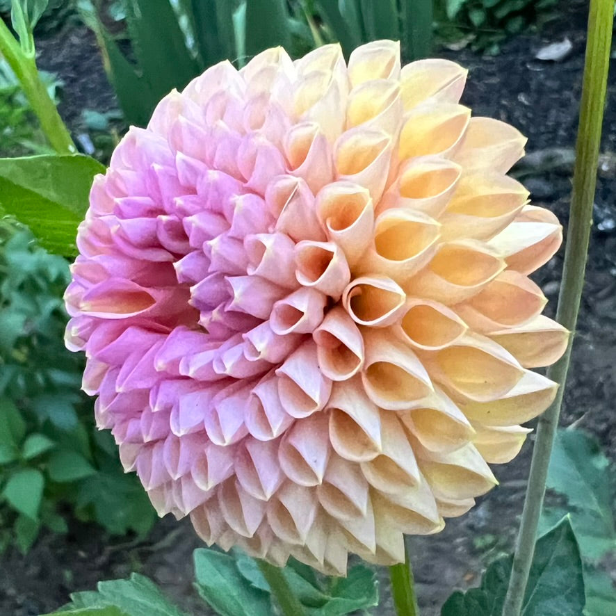 'Snoho JoJo' Tuber