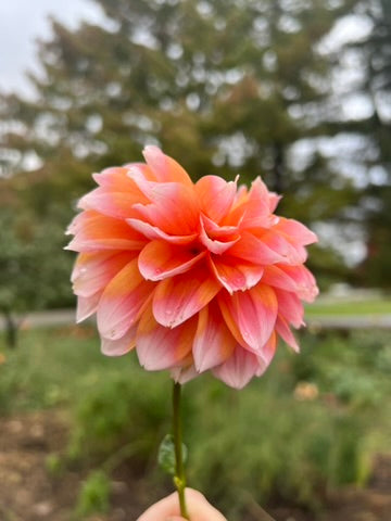 'Robann Creamsicle' Tuber SPRING SHIP PRESALE