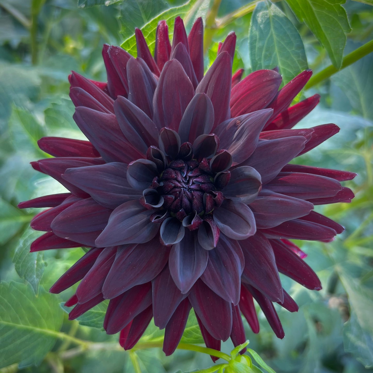 'Lesotho' Tuber
