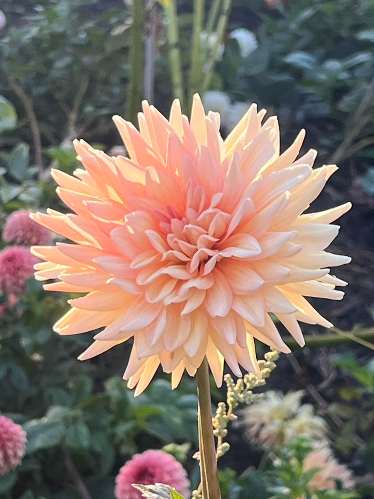 'Maks Arlow' Tuber