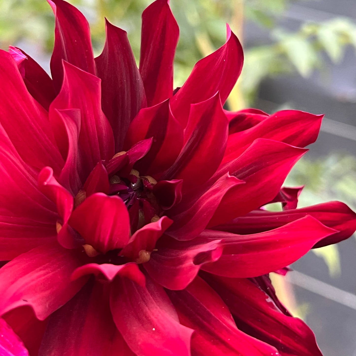 'Knight Hawk' Tuber