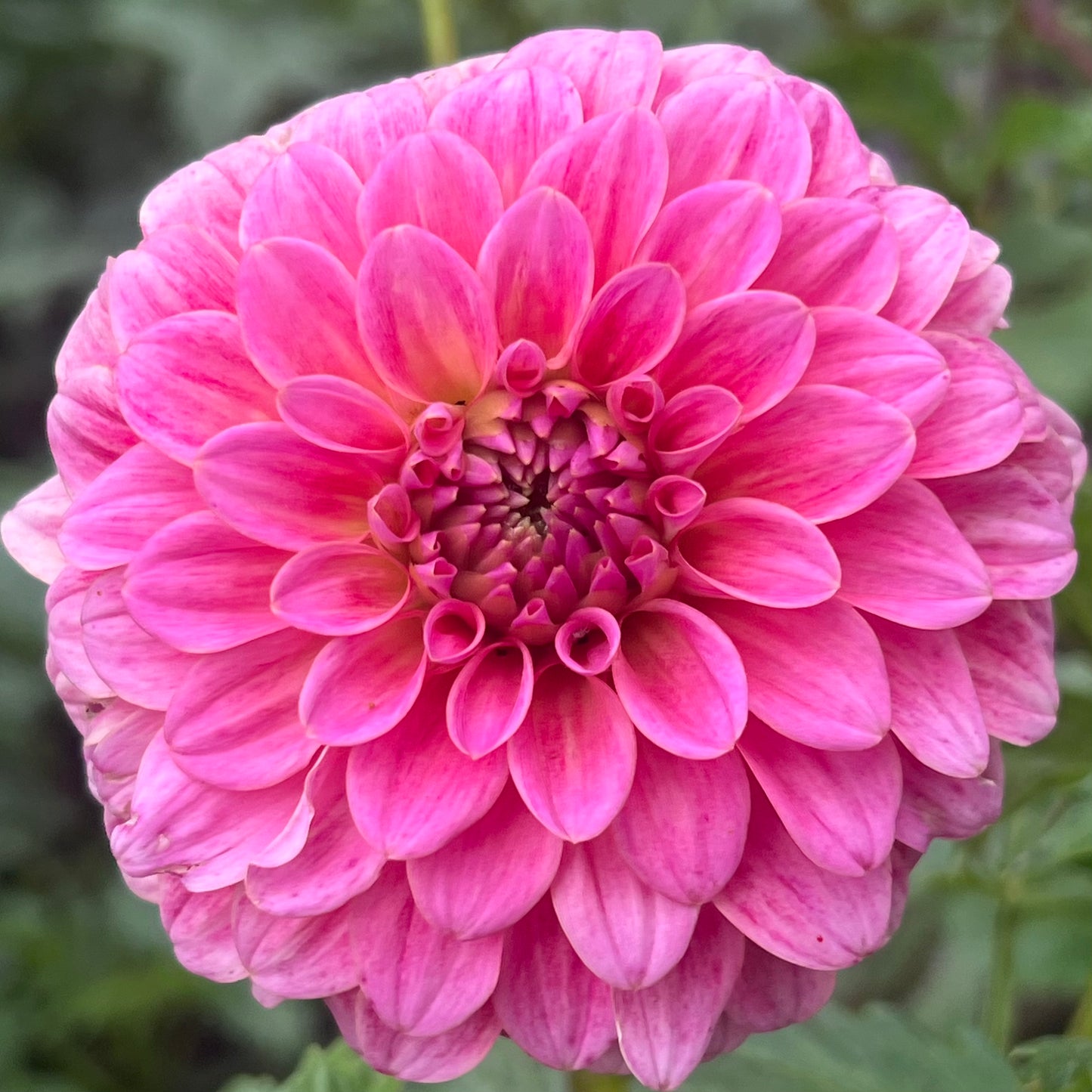 'Barbarry Banker' Tuber