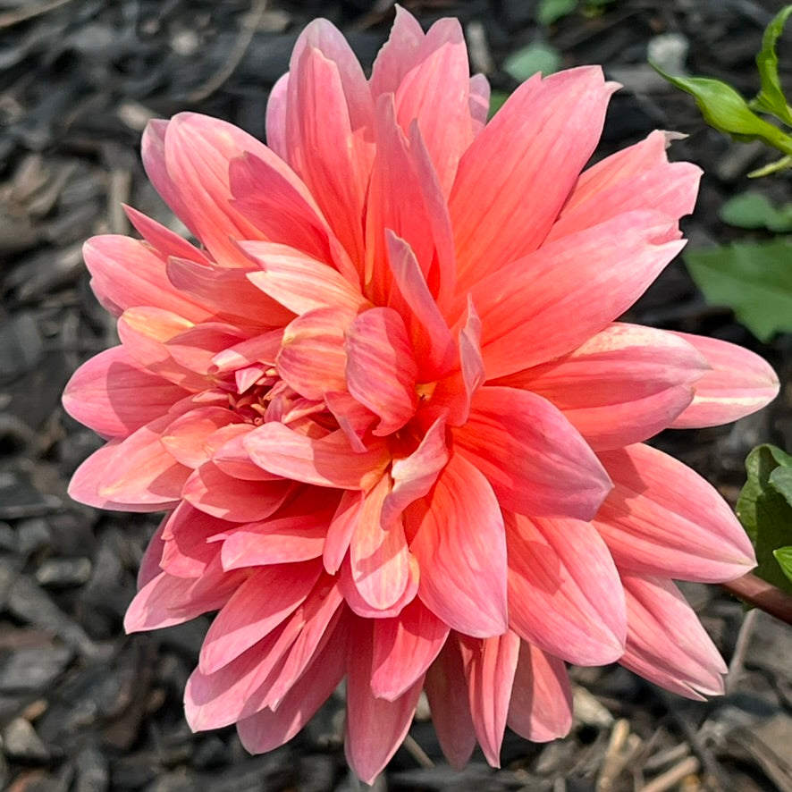 'Carolina Wagemans' Tuber