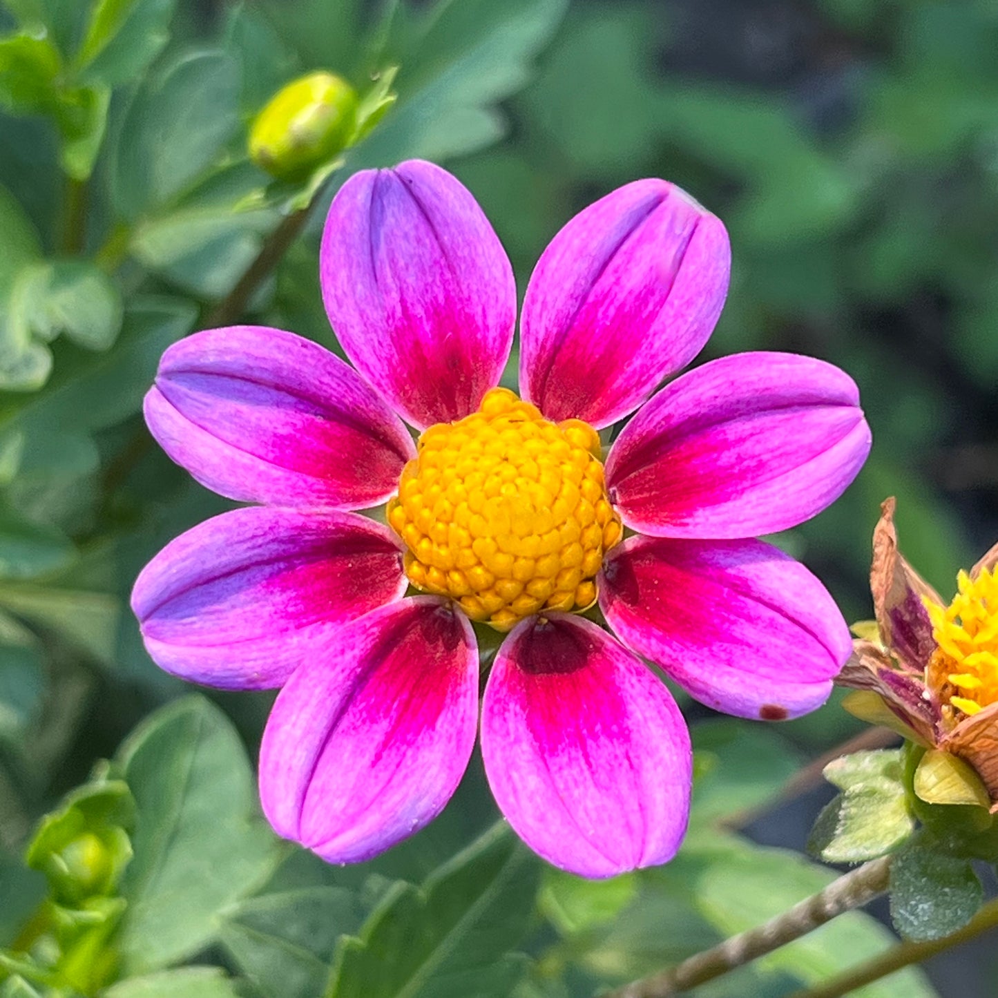 'Kelsey Dwarf' Tuber