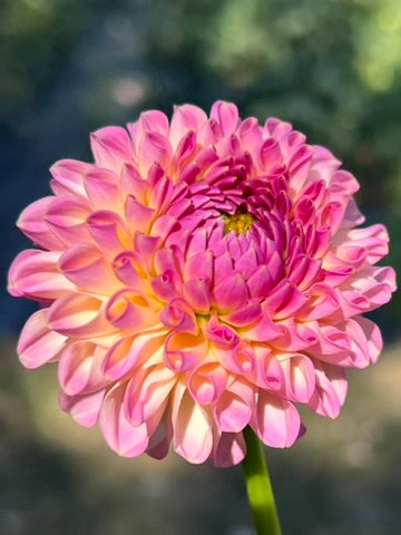 'Skipley Lois Jean' Tuber