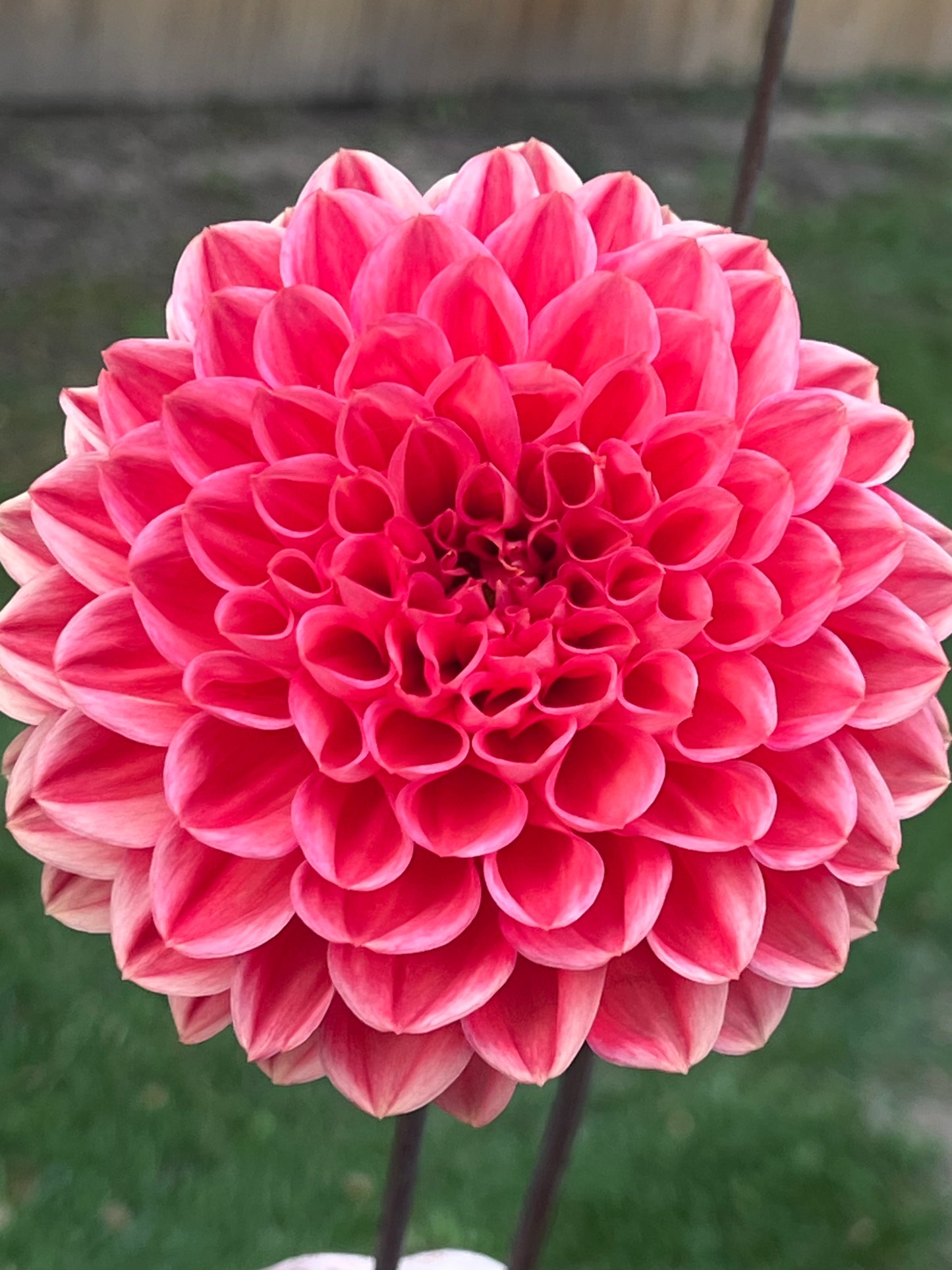 'Intrigue' Tuber