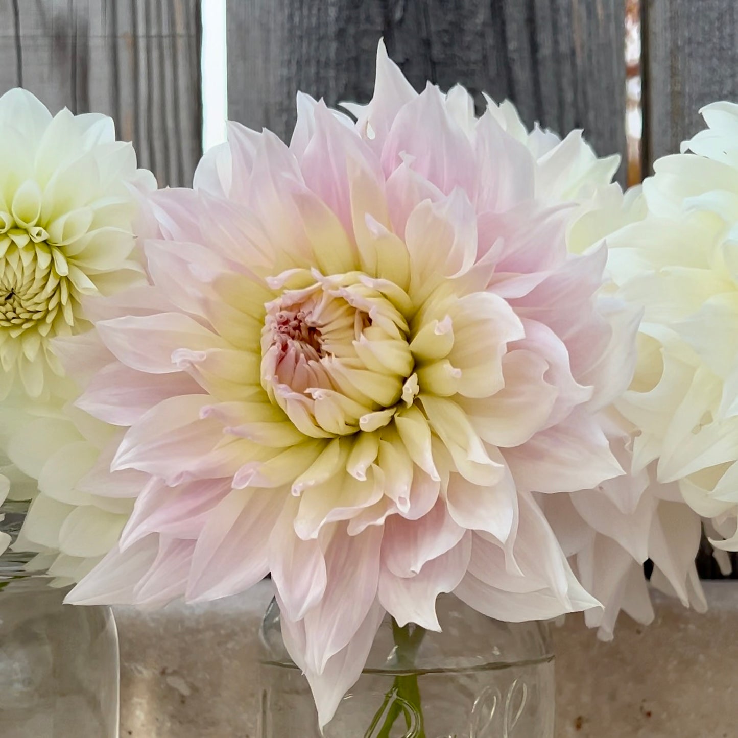 'KA's® Cloud' Rooted Cutting