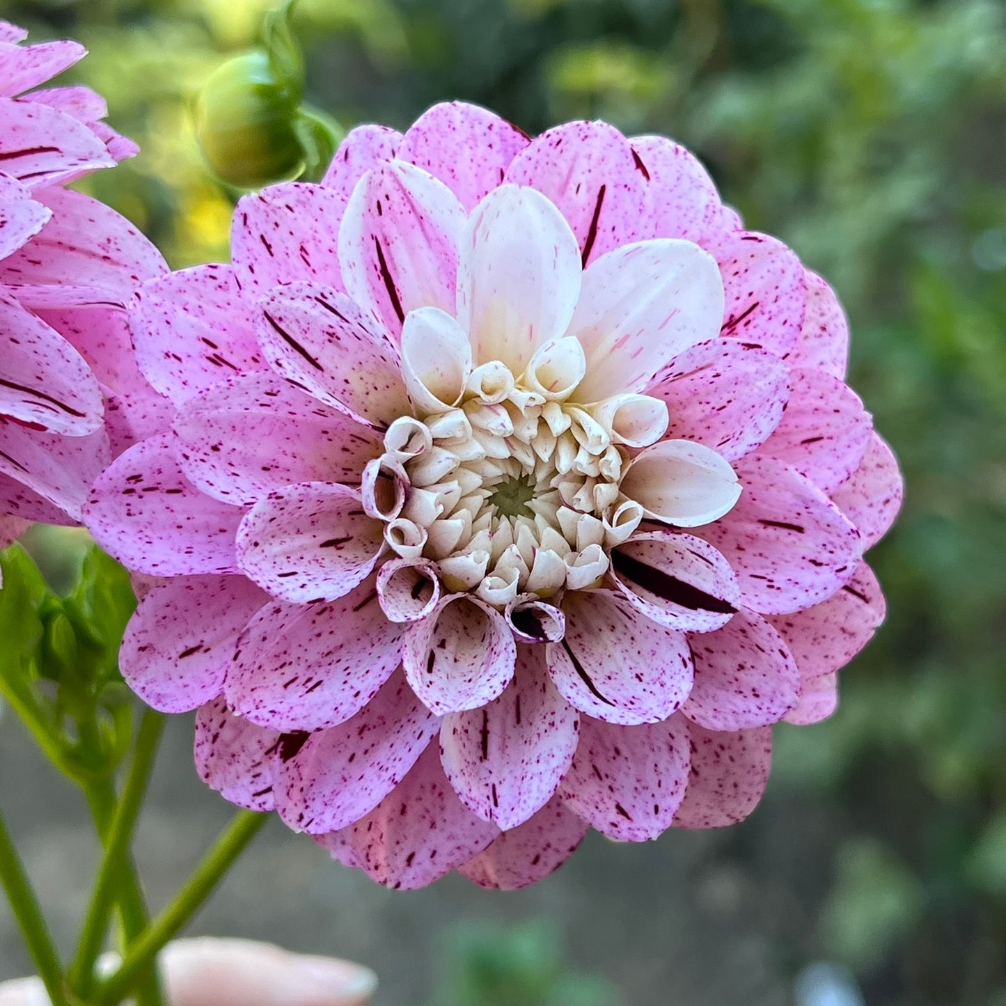 'WB's Strawberry Shortcake' Tuber