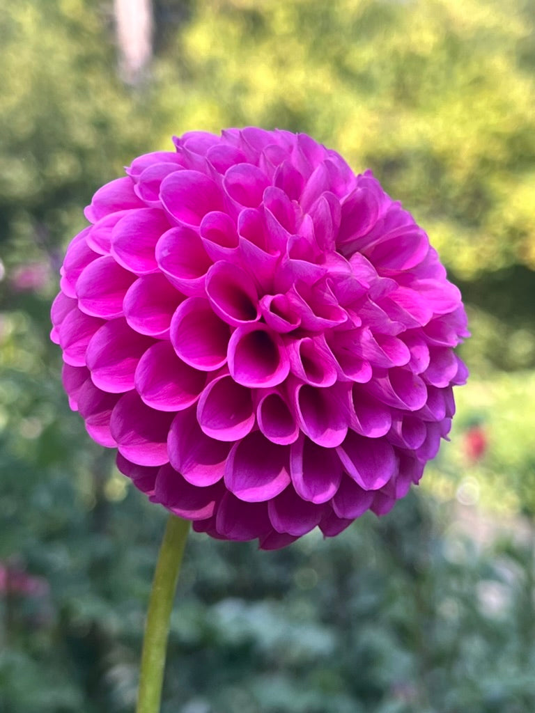 '20th Ave Ingrid' Tuber