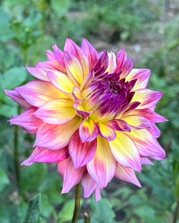 'Zoey Rey' Tuber