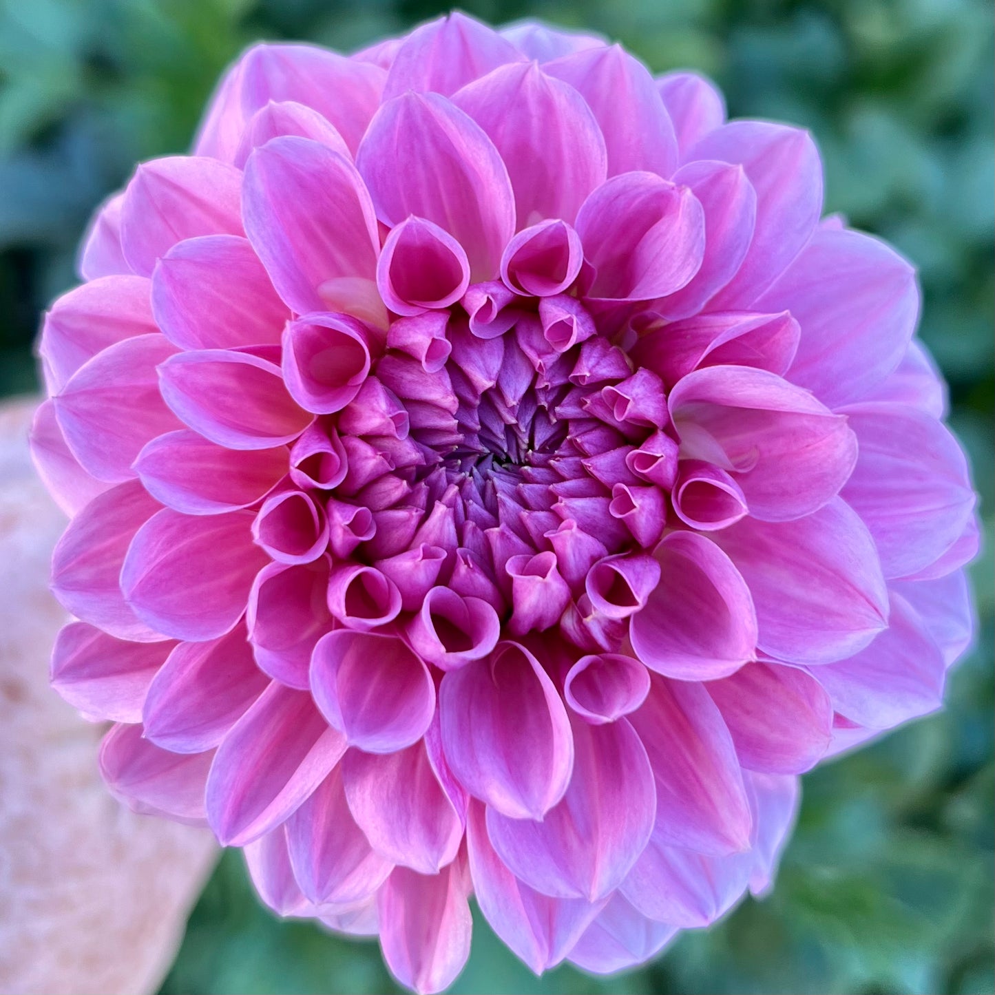 'Lee's Sugar Rush' Rooted Cutting SPRING SHIP PRESALE