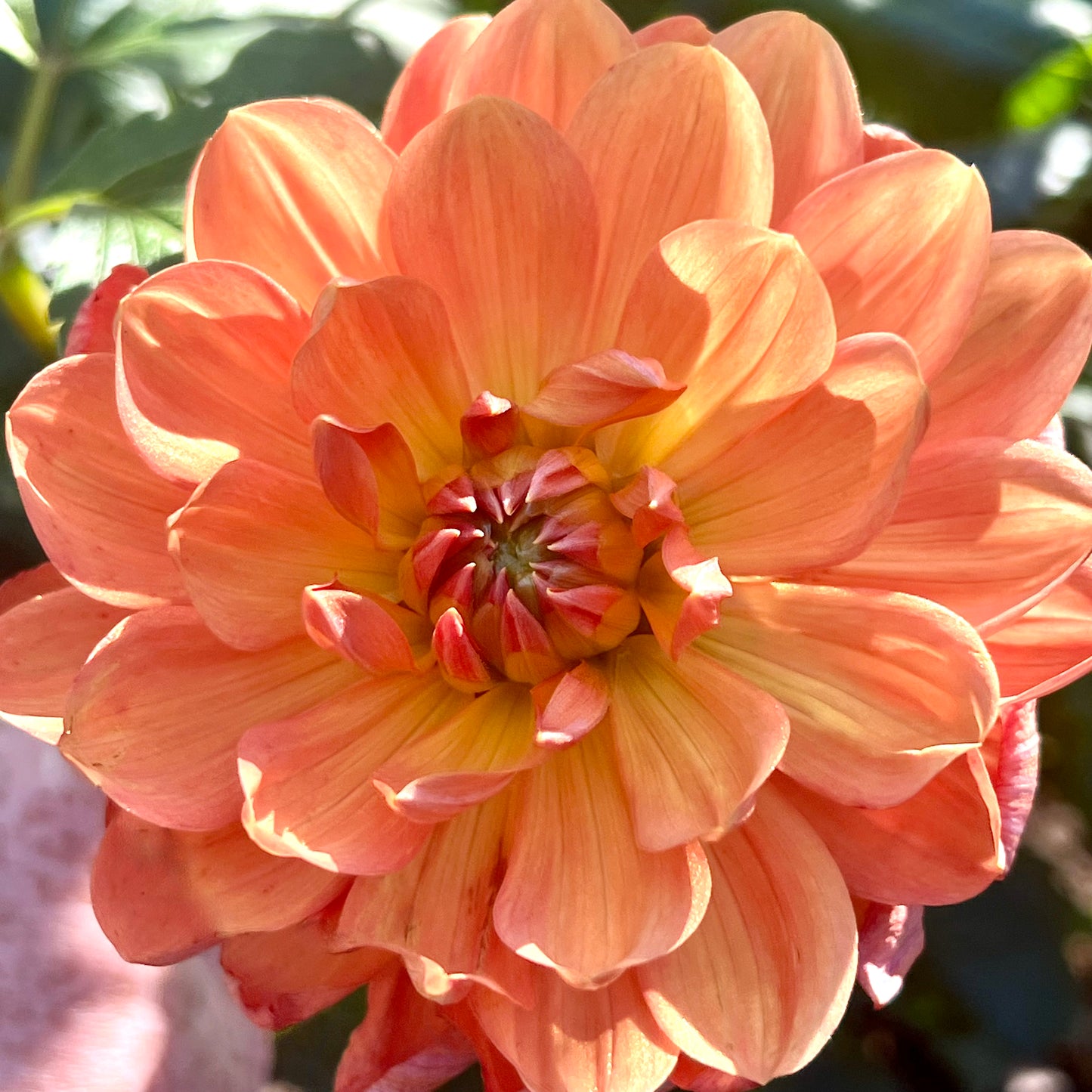 'Hollyhill Sophia Two' Tuber
