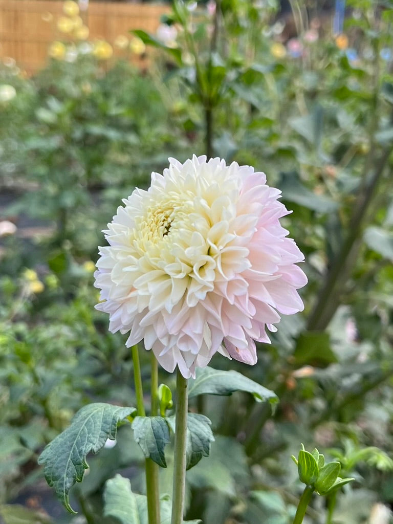'Fluffles' Tuber