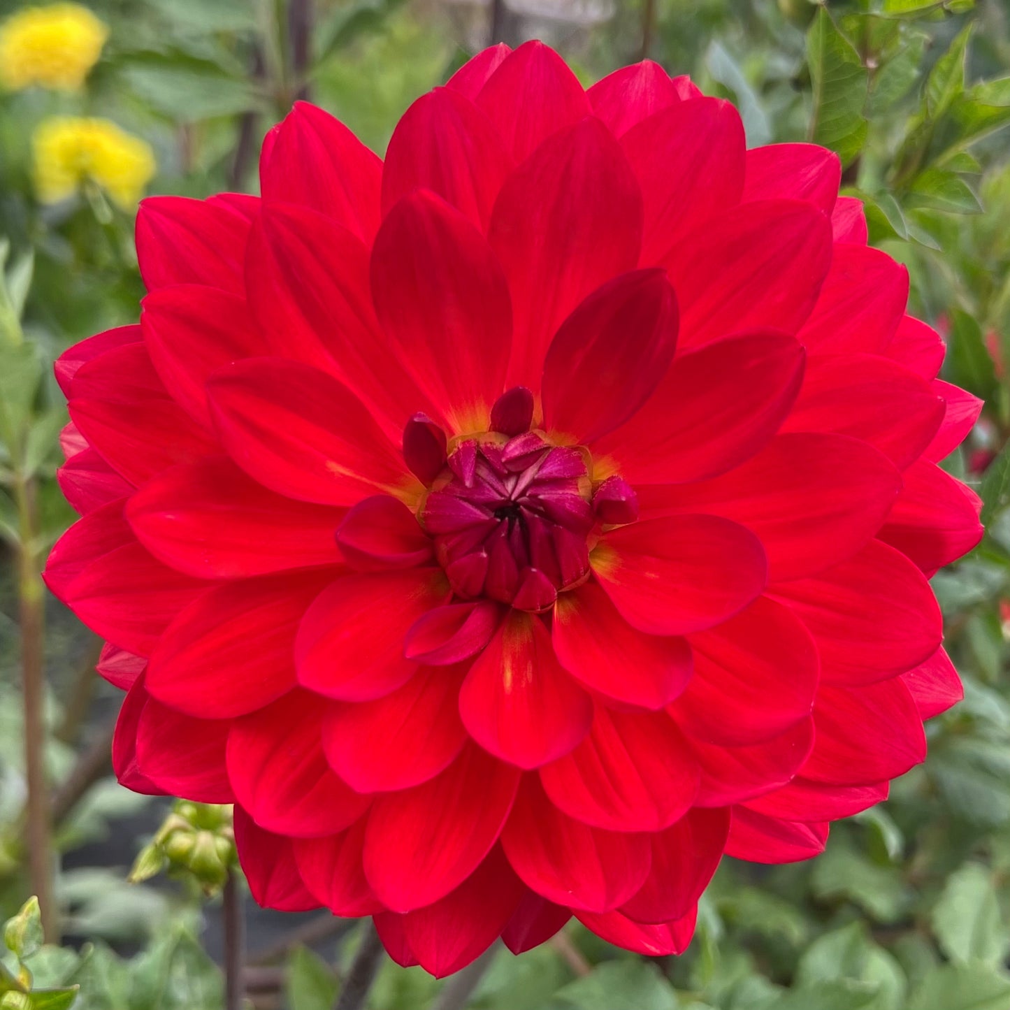 'Maks Royal Ruby' Tuber