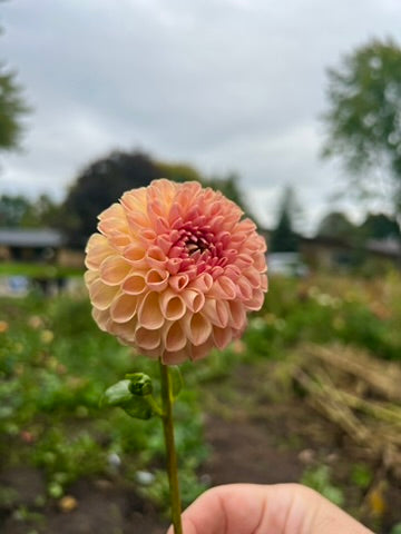 'Clearview Peachy' Tuber SPRING SHIP PRESALE