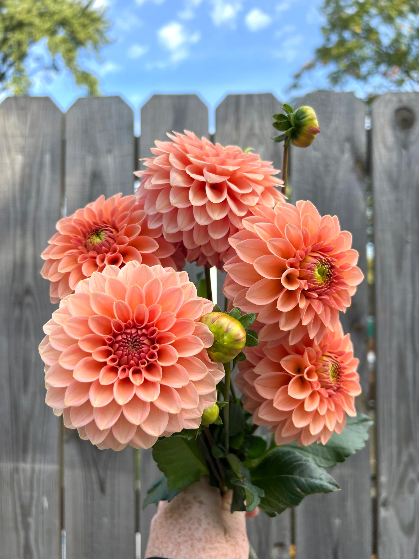 'KA's® Guava' Rooted Cutting
