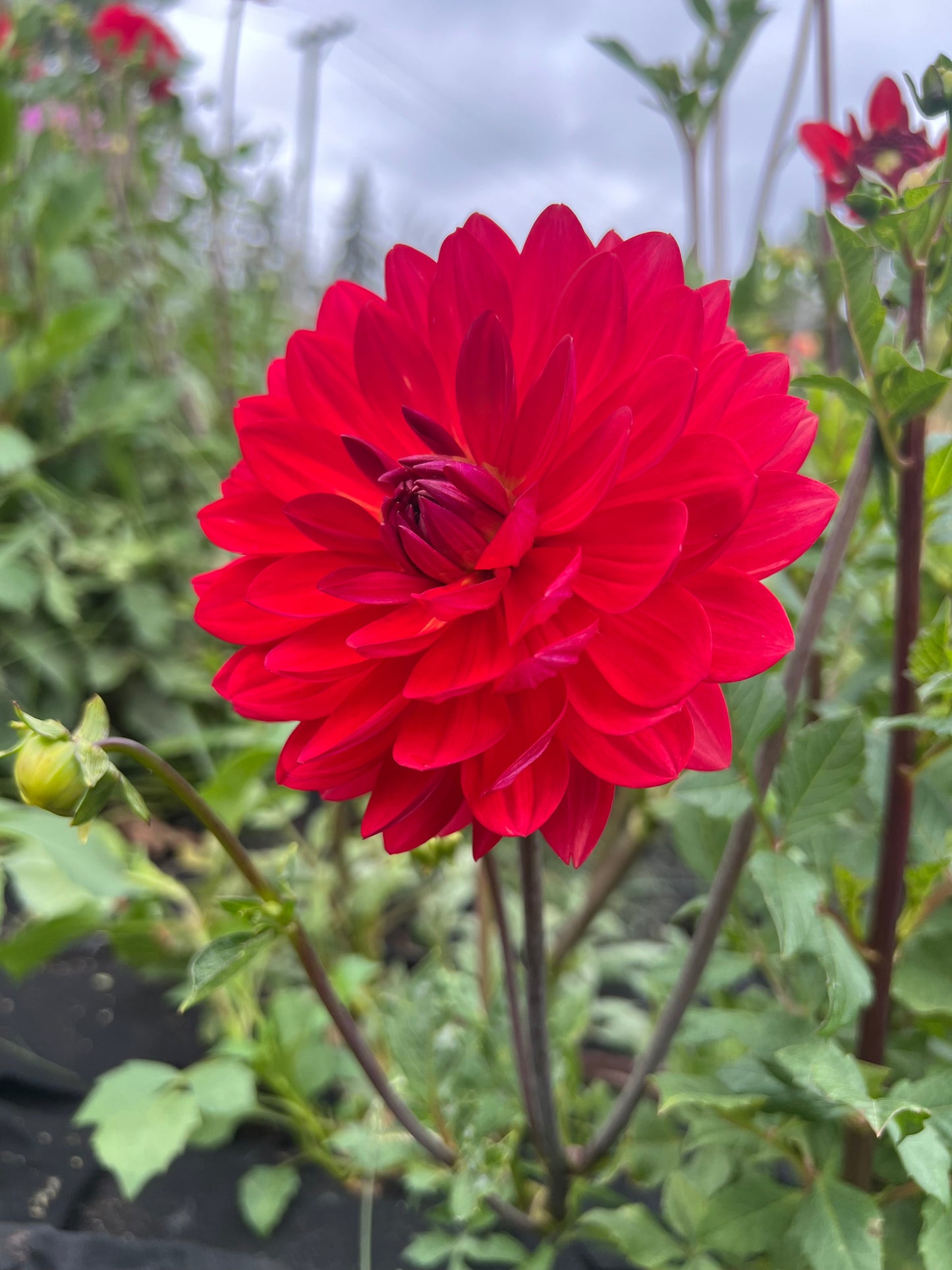'Maks Royal Ruby' Tuber