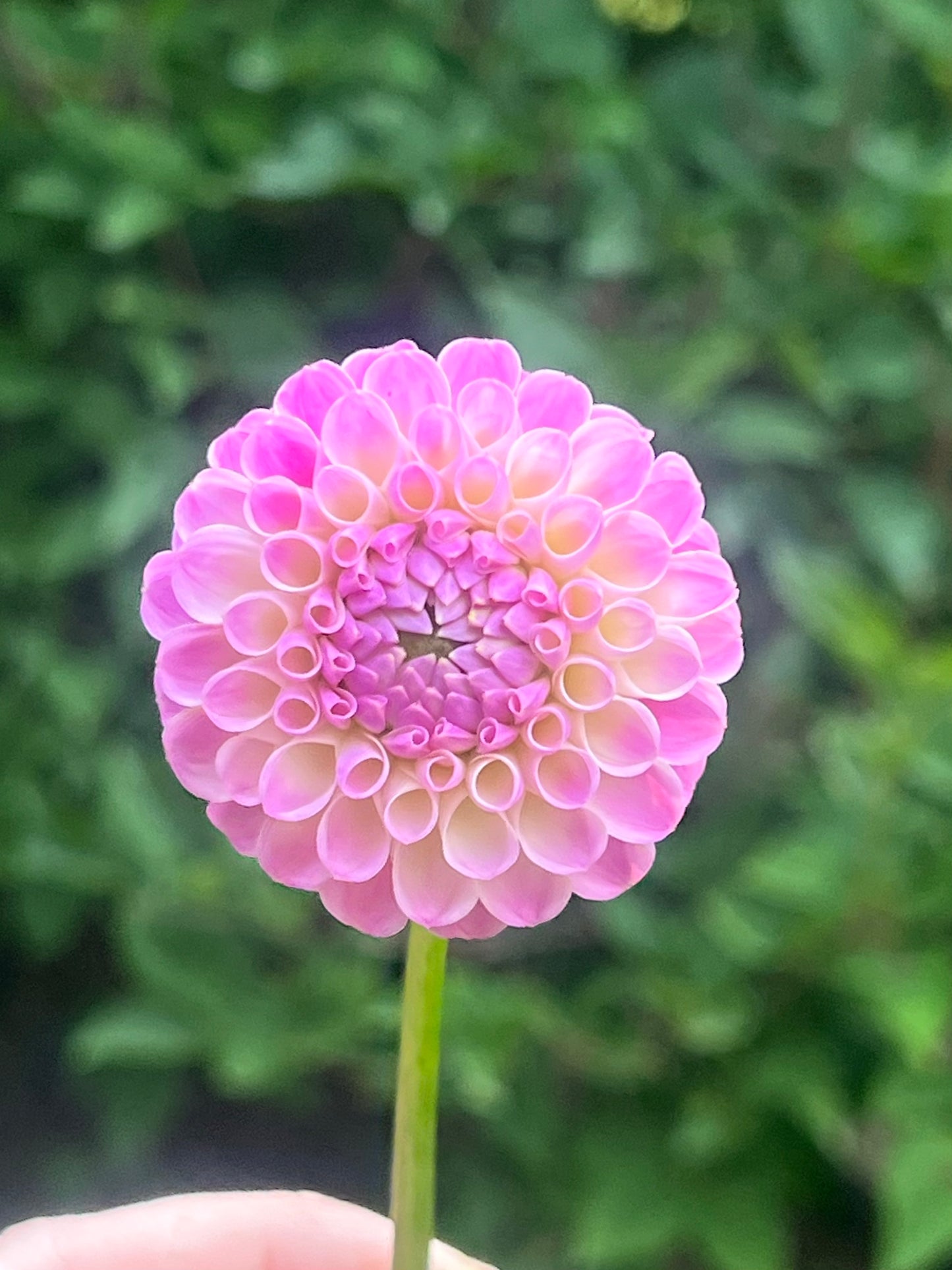 'Odyssey' Tuber