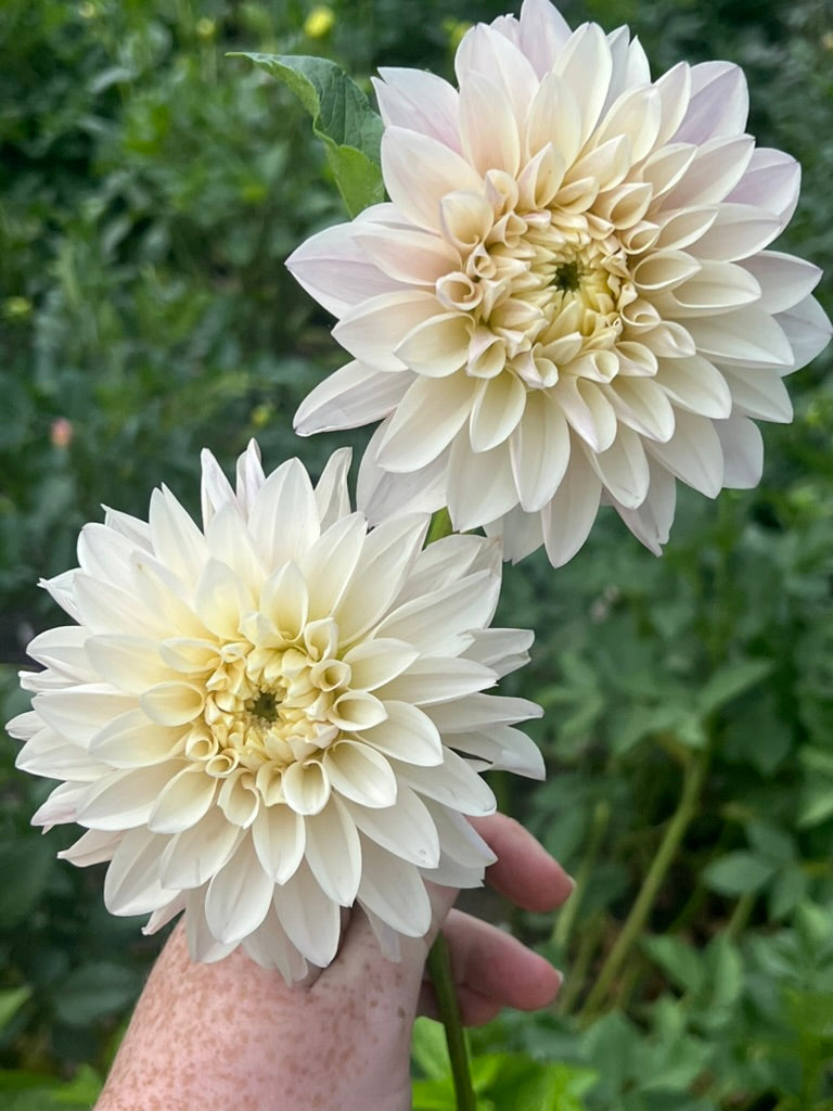 'KA's® Penny Lane' Rooted Cutting