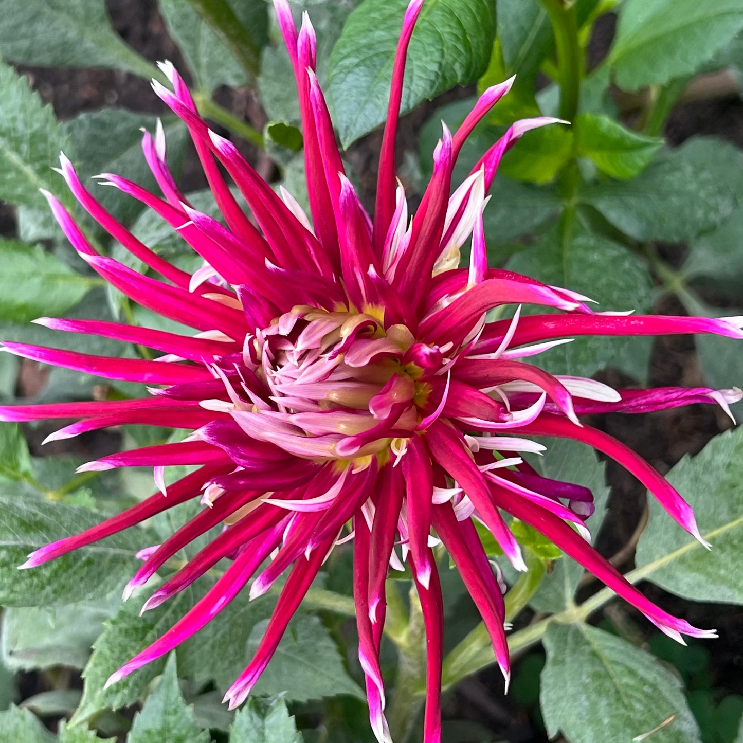 'Hollyhill Spiderwoman' Tuber