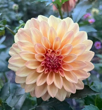 'Miss Amara' Tuber