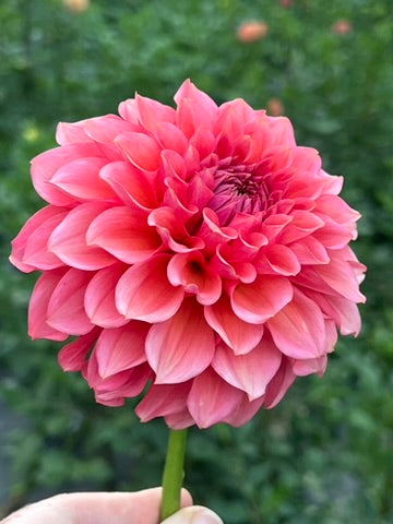 'RM Pink Sugar' Tuber