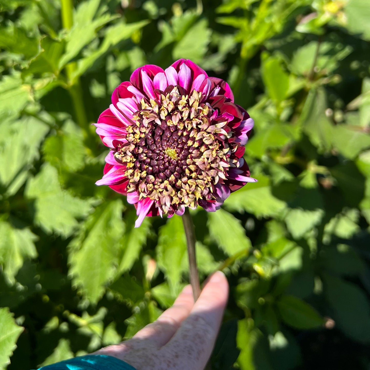 'Rosie Raven' Tuber