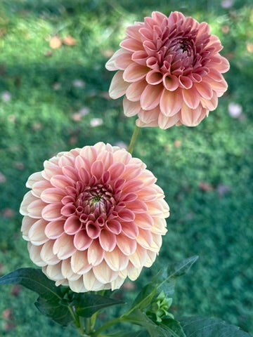 'KA's® Apricot Jam' Tuber