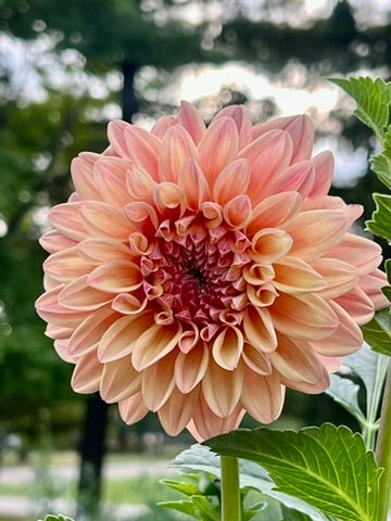 'Ferncliff Copper' Tuber